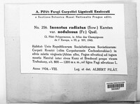 Xanthoporia radiata image
